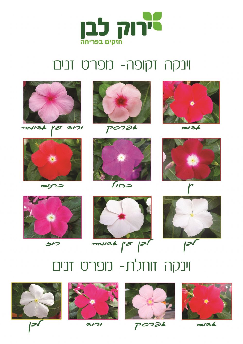 וינקה