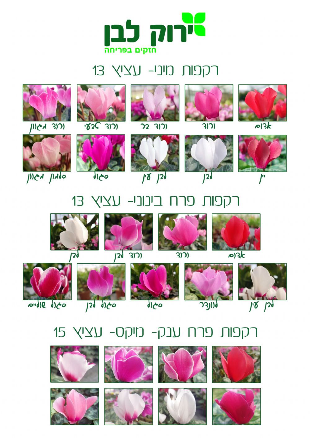 רקפת