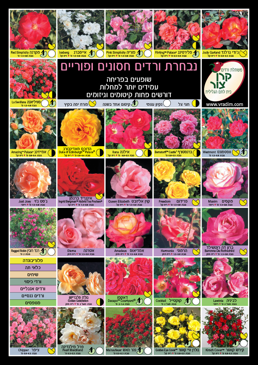 ורדים חסונים