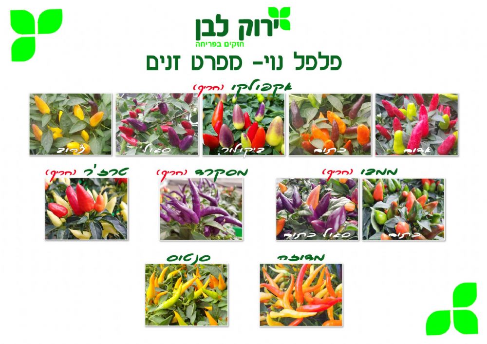 פלפל נוי