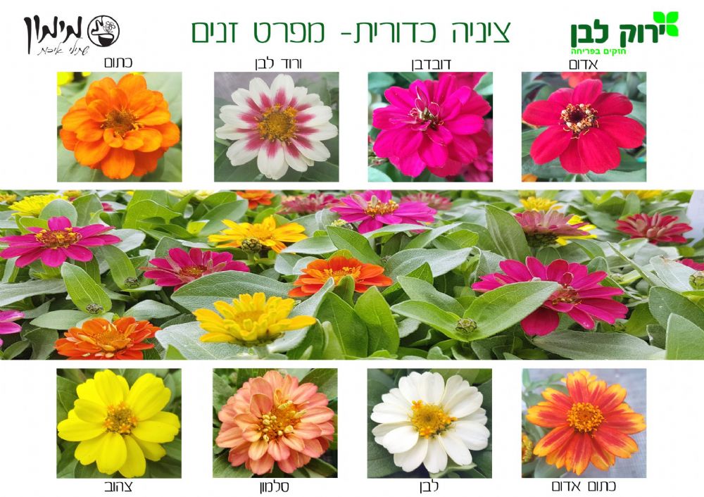 ציניה כדורית