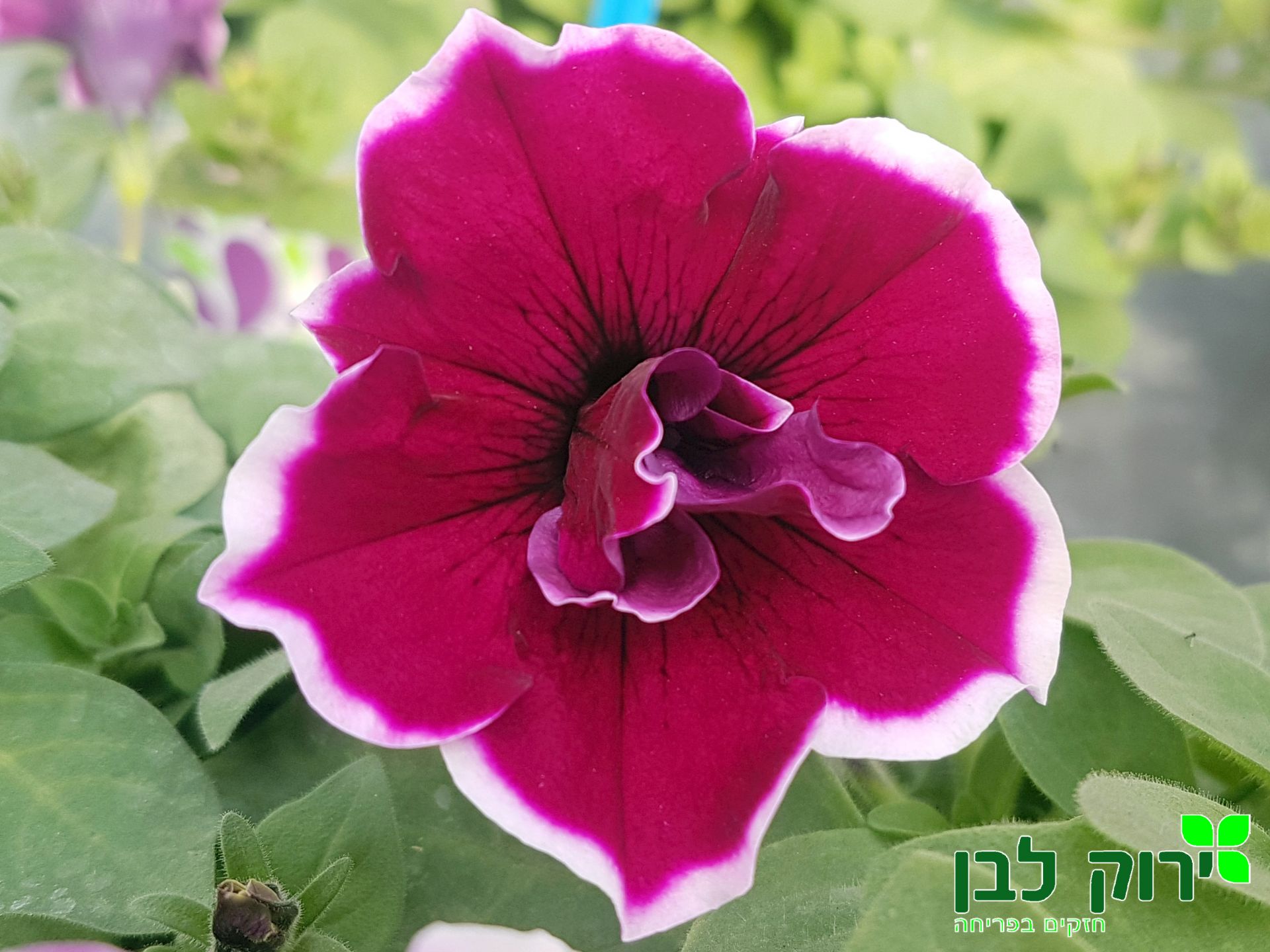 פרח כפול- מג'נטה שוליים ©