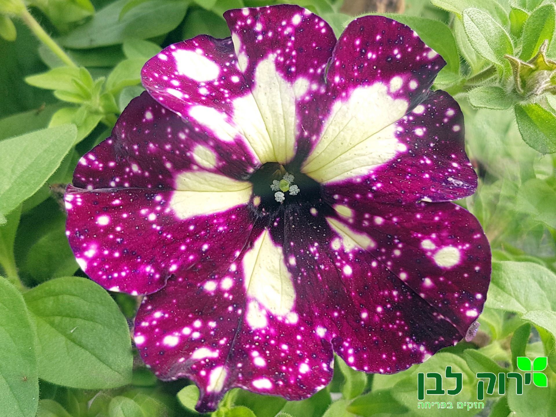 זיקוקים ©