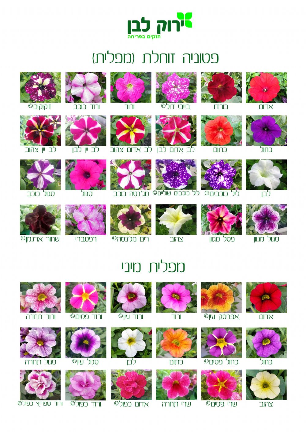 מפלית
