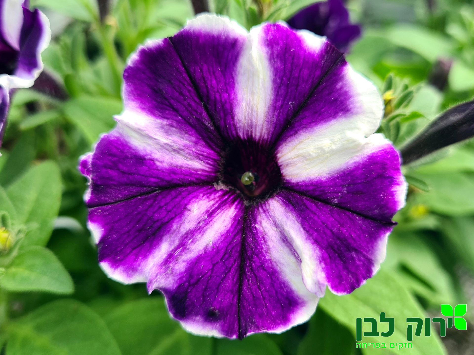 סגול כוכב
