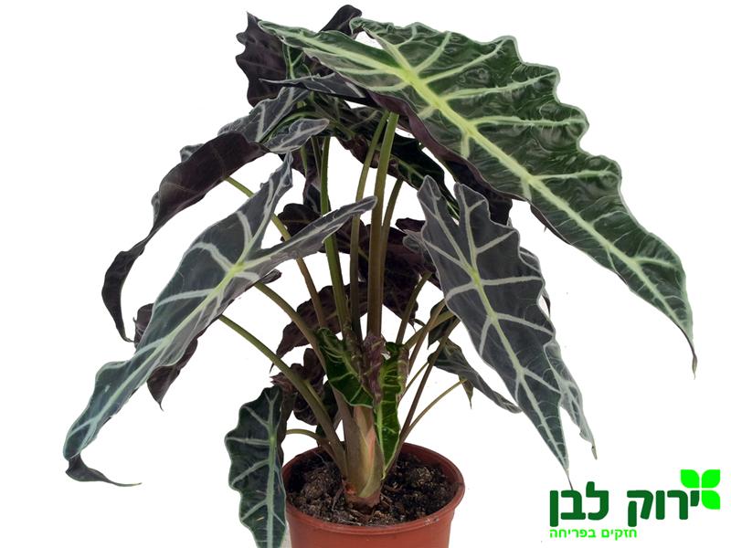 ג'מייקה צמח, ××¨×¦× × × ××××§× Interplant, צמח בעל עלווה קישוטית עמיד ליובש, לגידול בבית, או לצל מלא עד צל חלקי בגן.