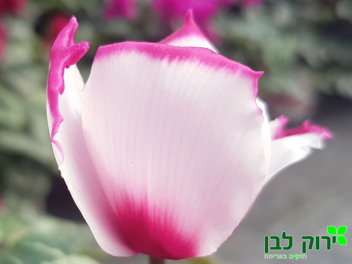 רקפת- פרח גדול