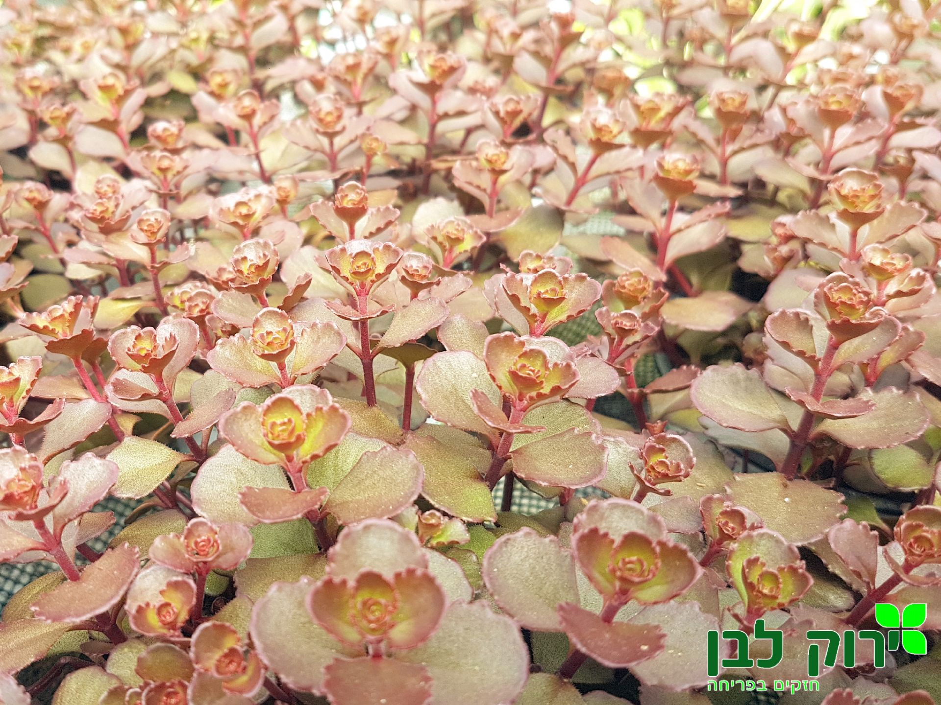 צורית אדומה
