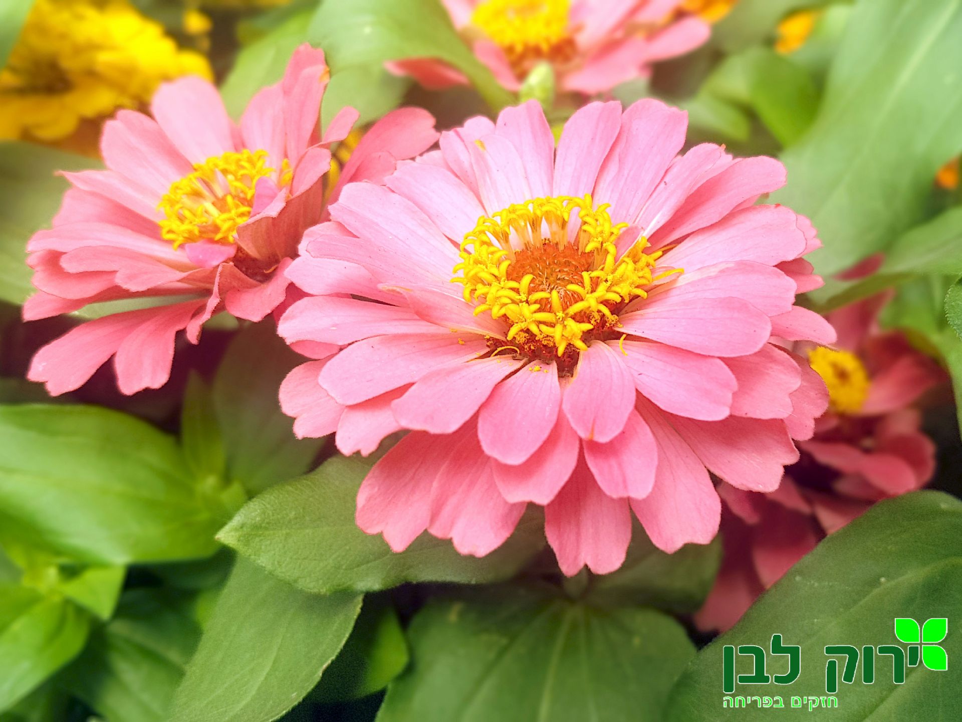 ציניה דרימלנד (ציניה נאה)