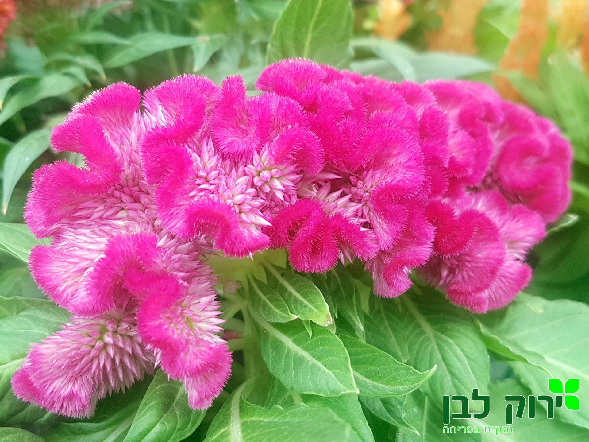 צלוזיה כרבולת- ורוד