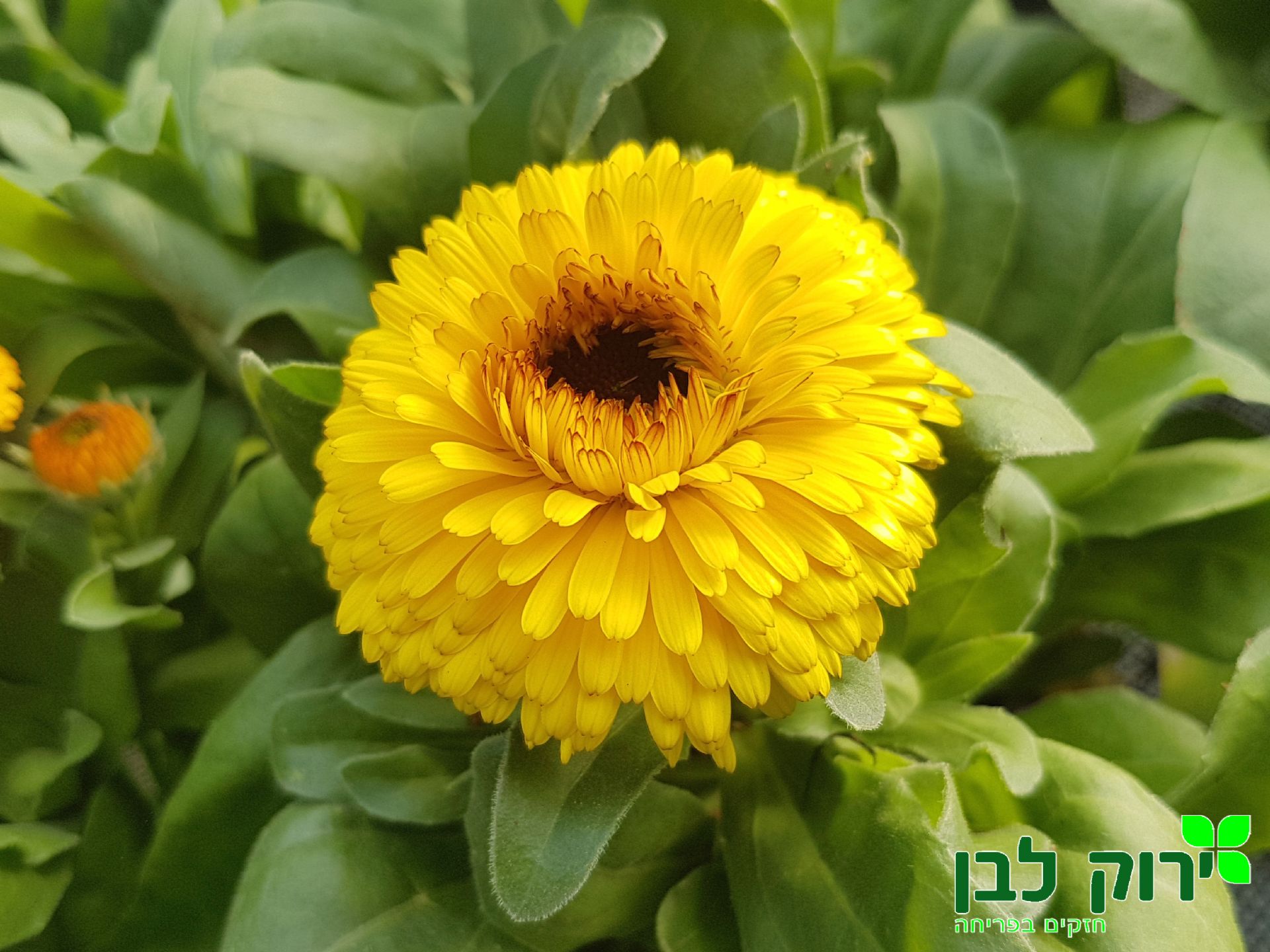 צפורני חתול- צהוב