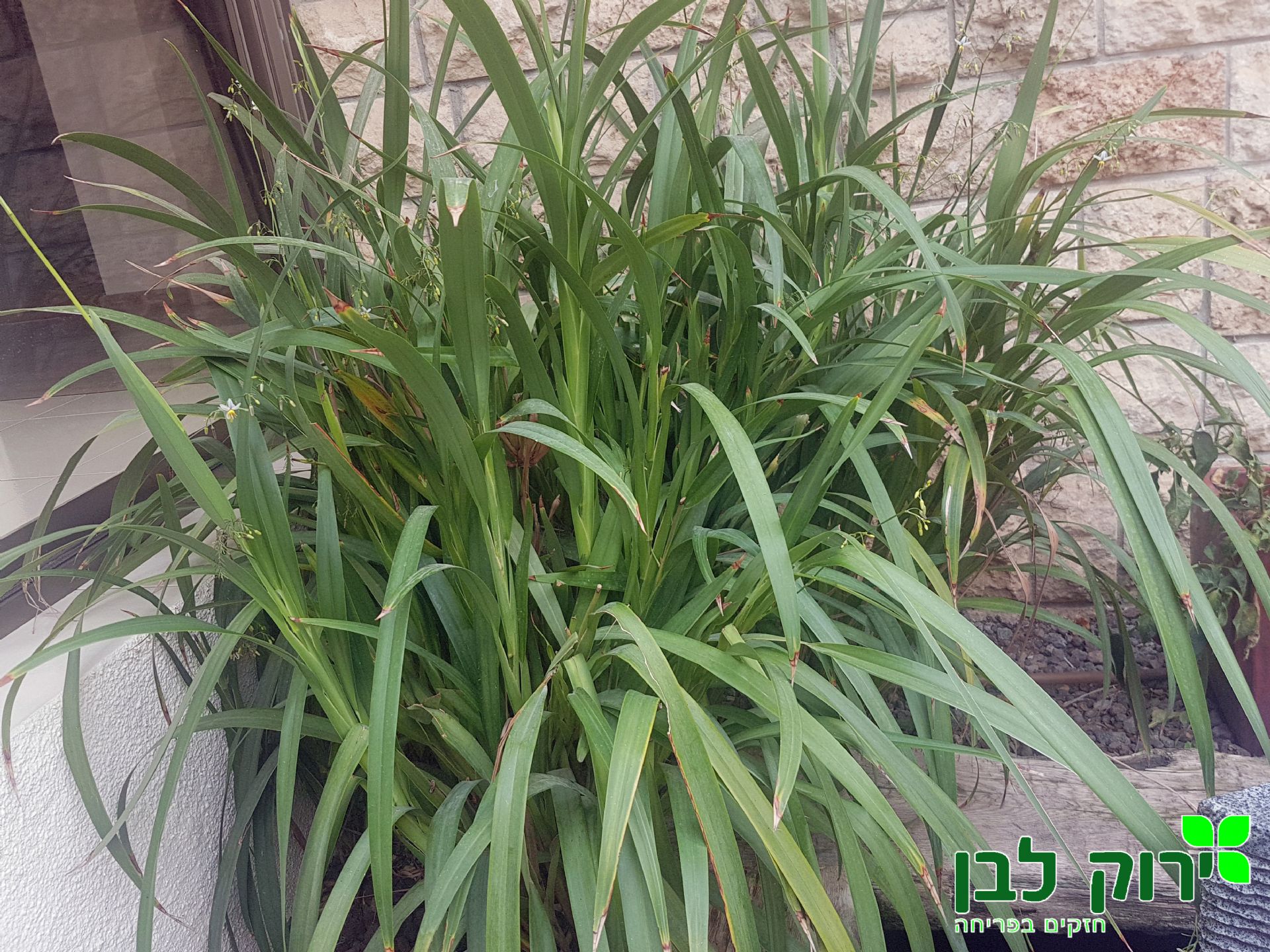 דיאנלה ירוקה