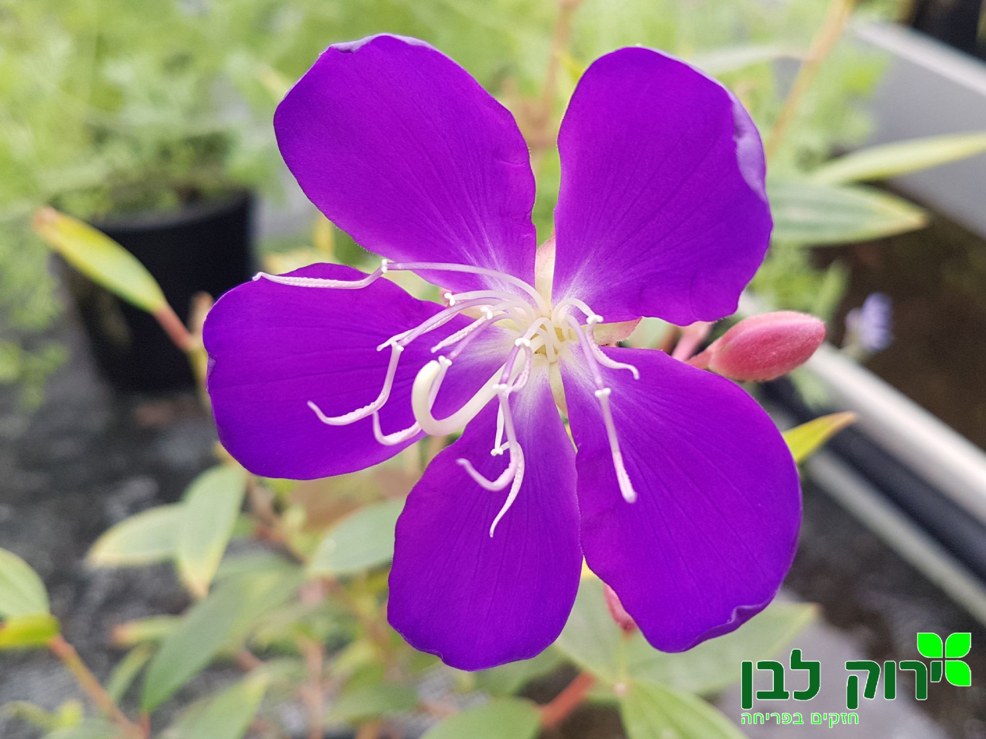 טיבוצ`ינה