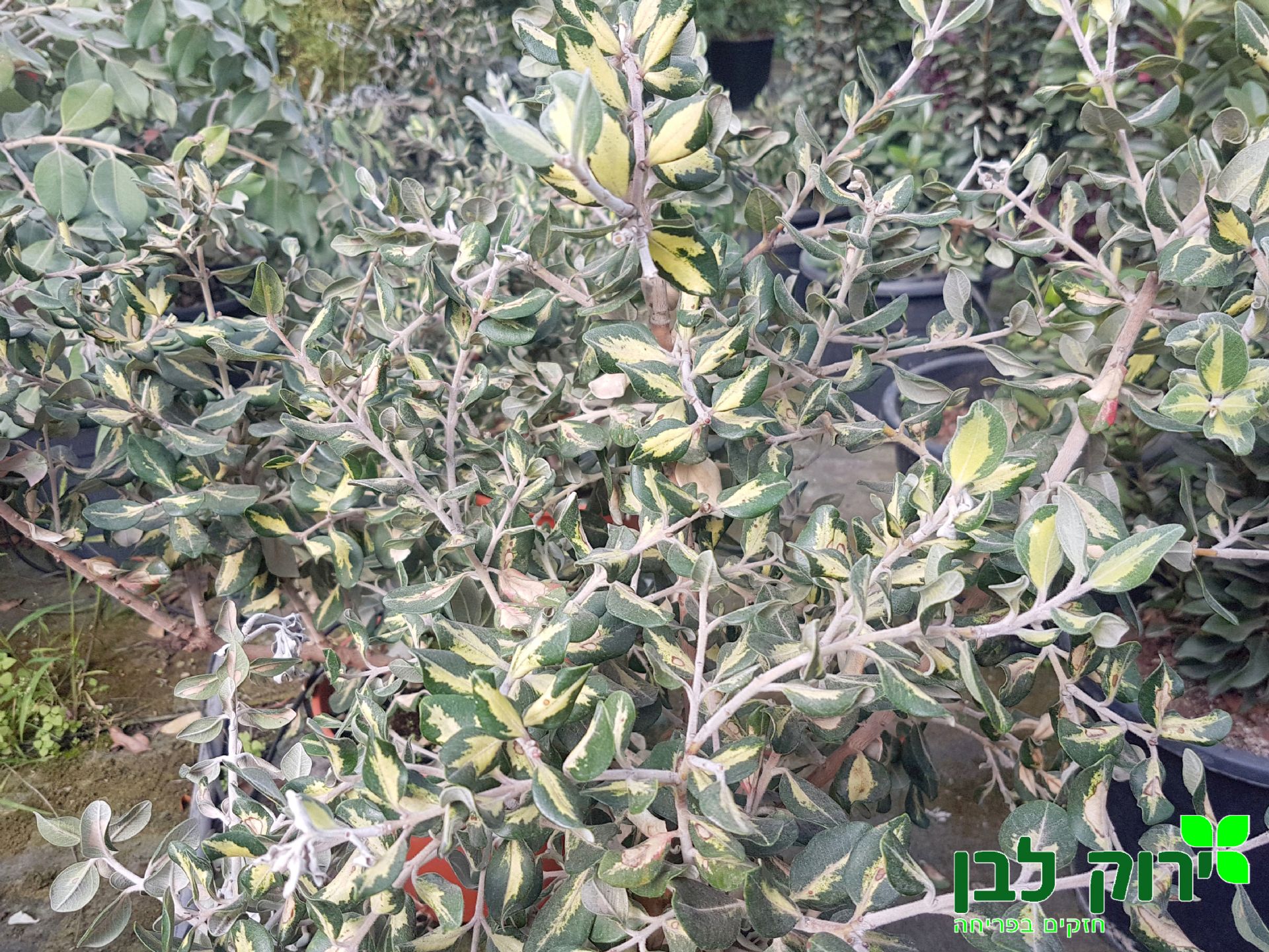 מטרוסידרוס מגוון