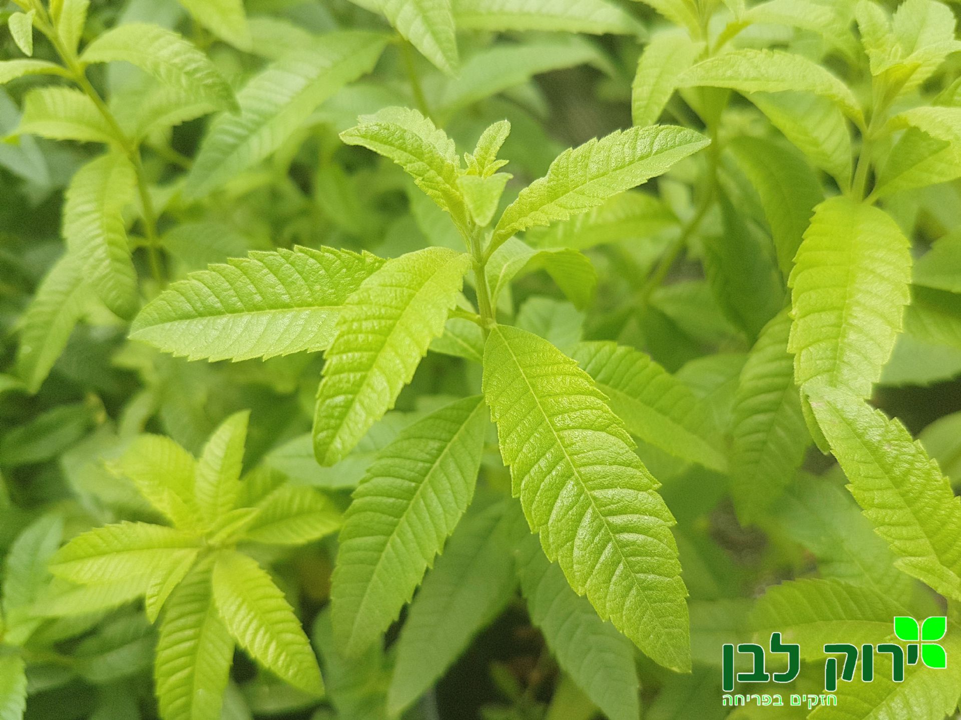 לואיזה