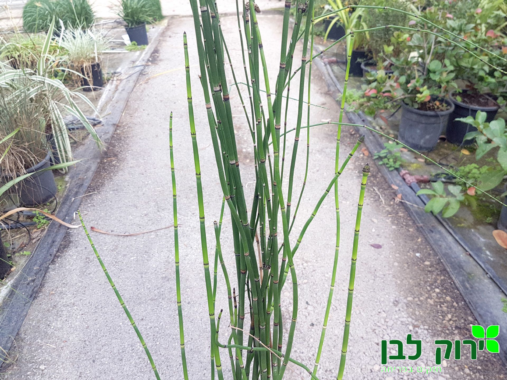 שבטבט