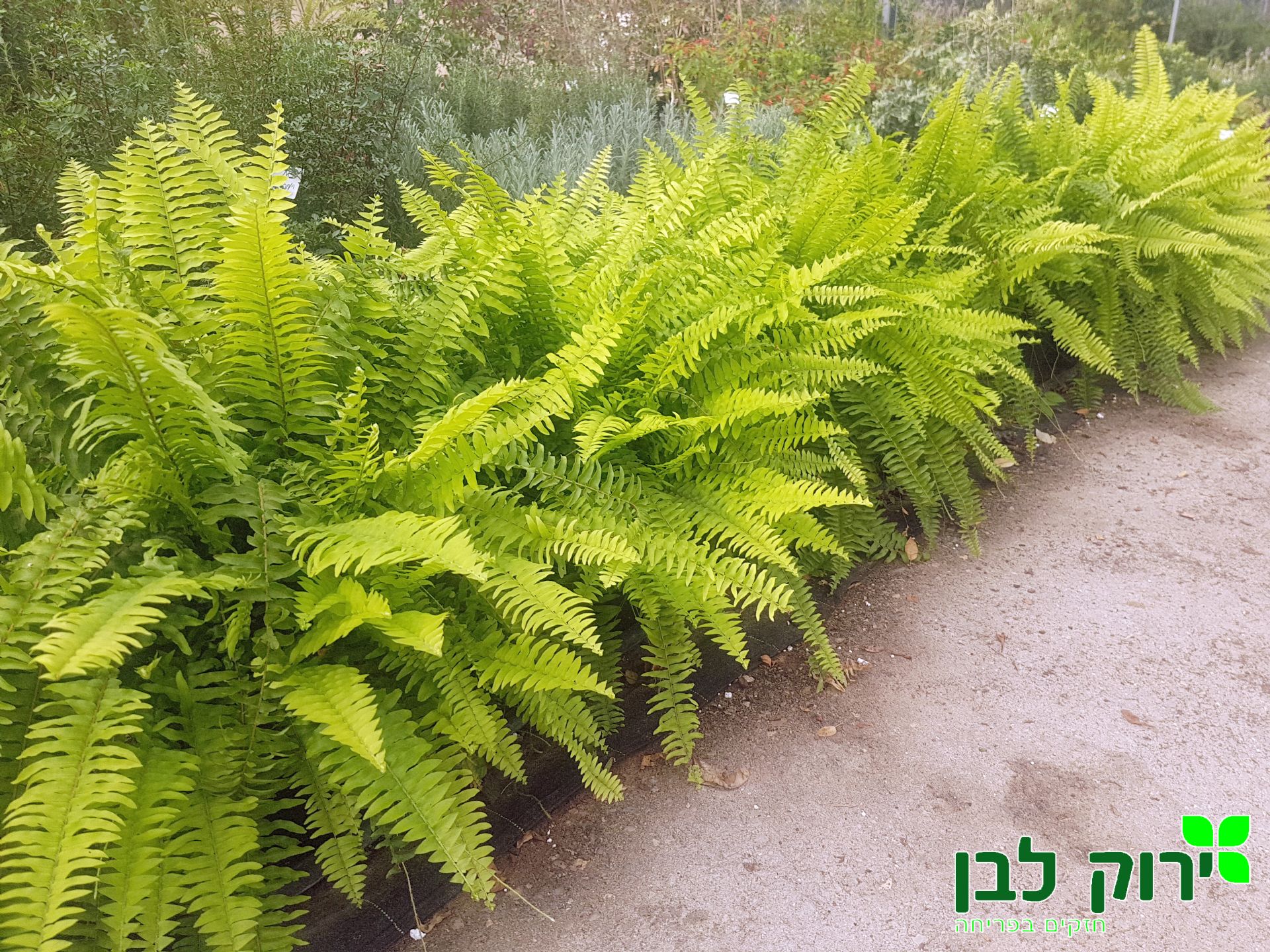 שרך בוסטון