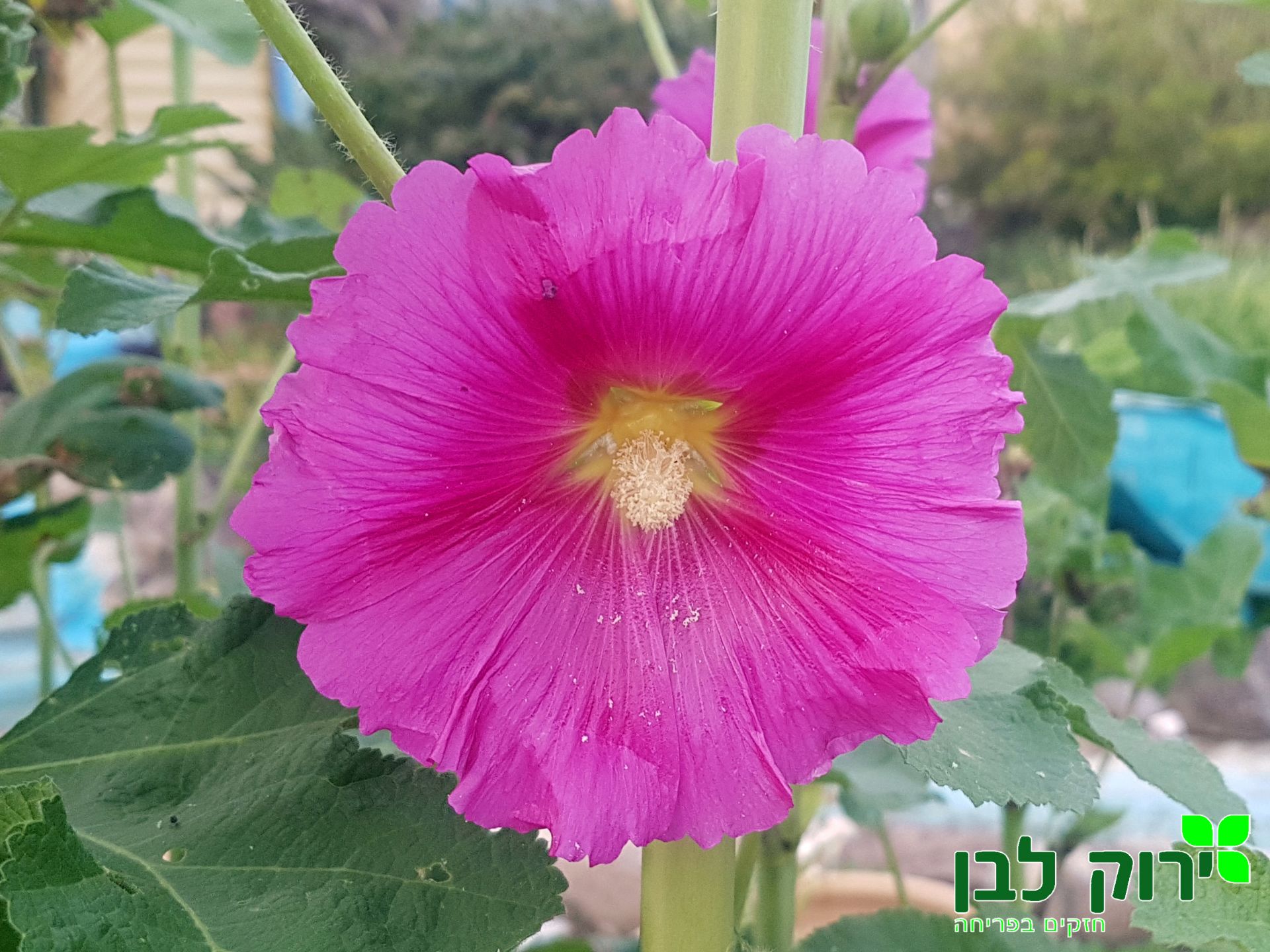 חוטמית