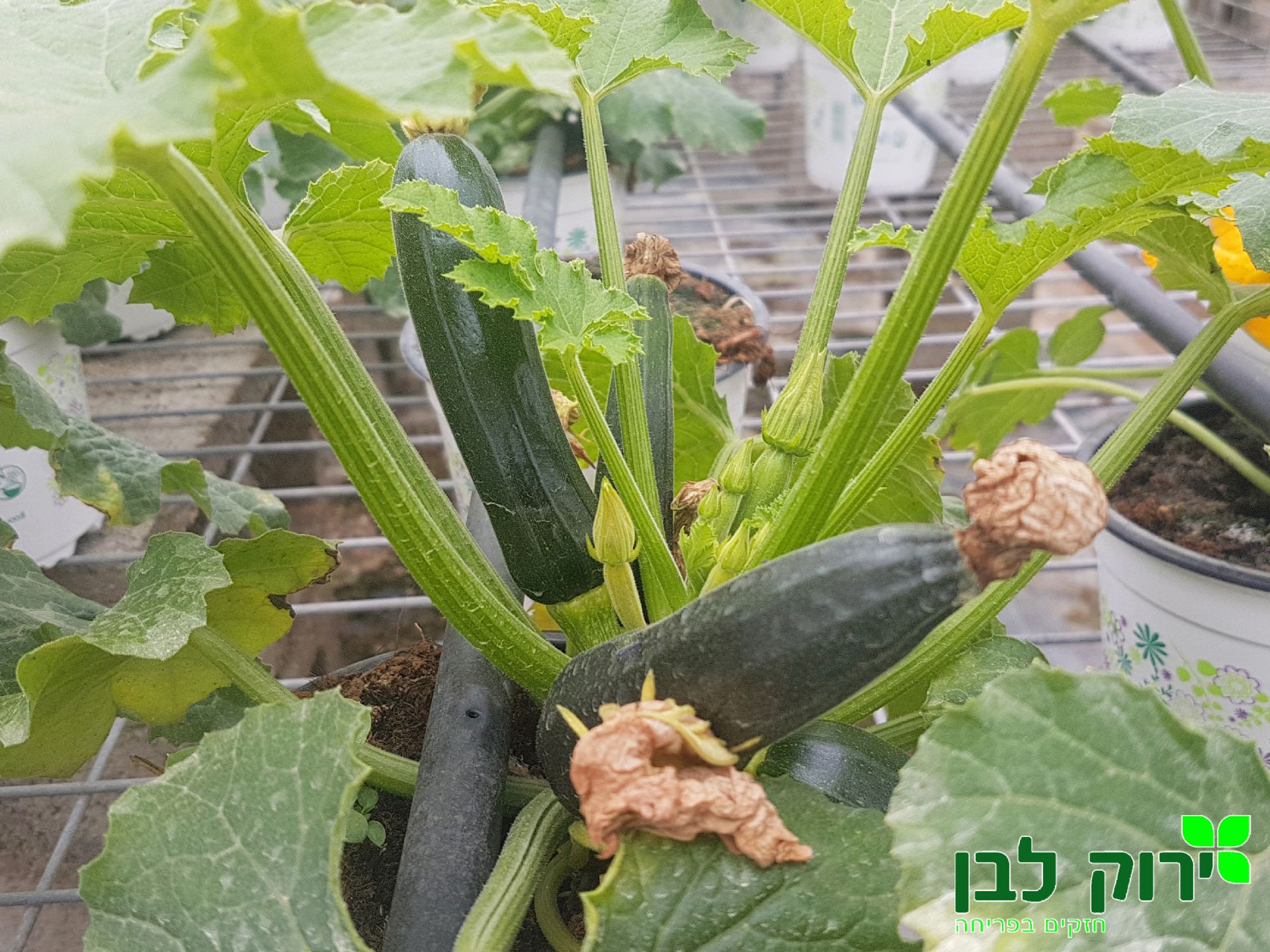 קישוא ירוק