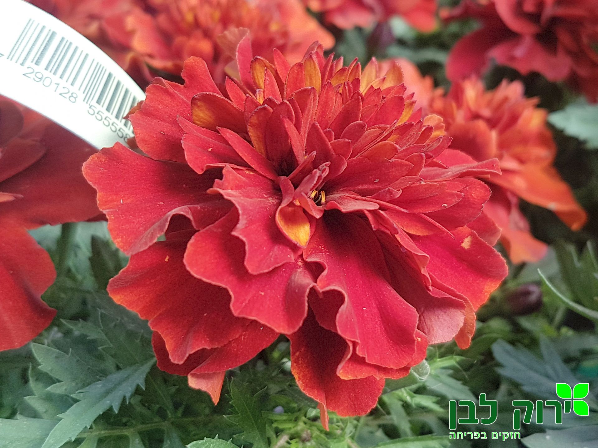 טגטס צרפתי- פרח מלא- אש