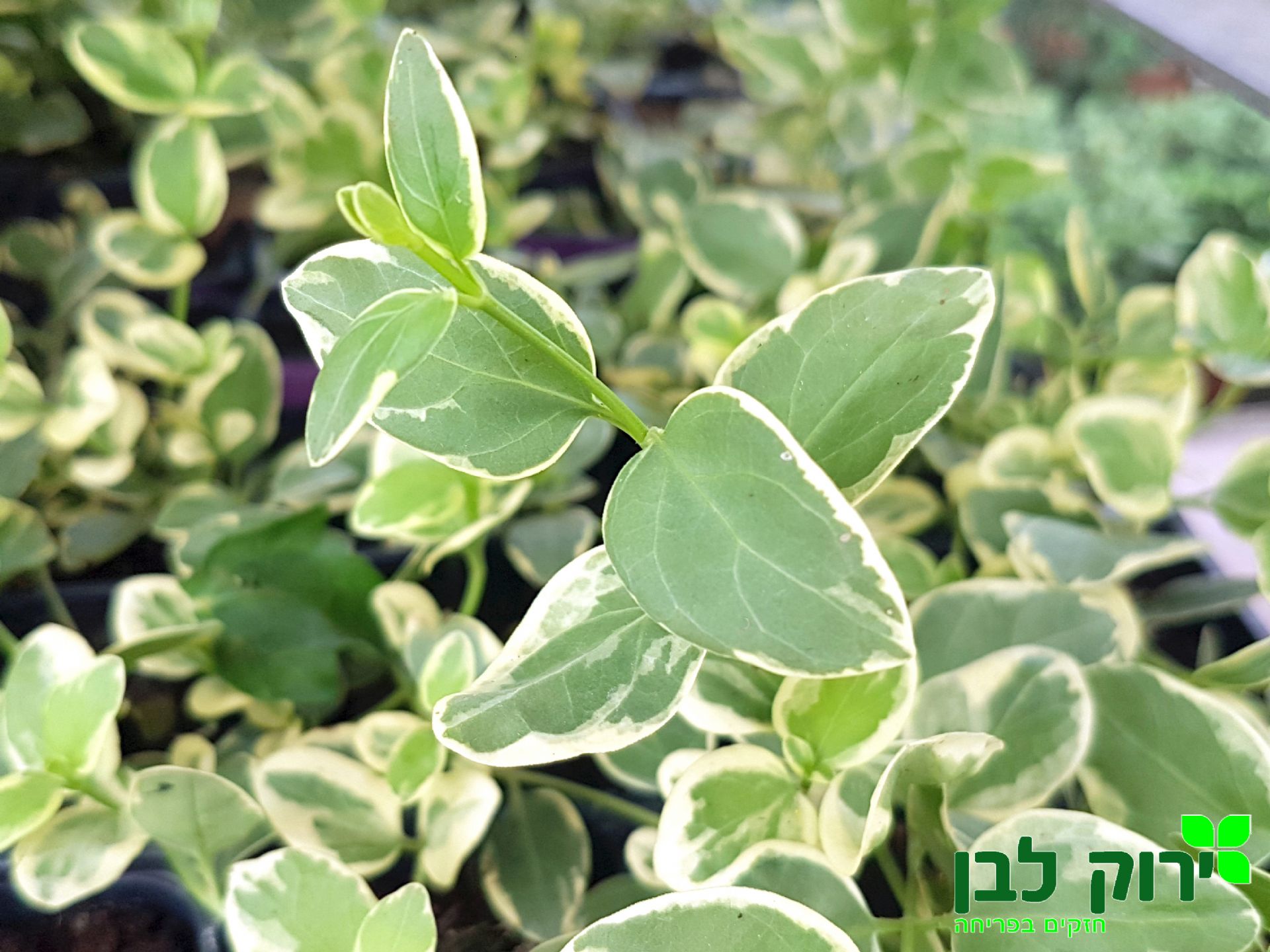וינקה מז`ור- מגוון