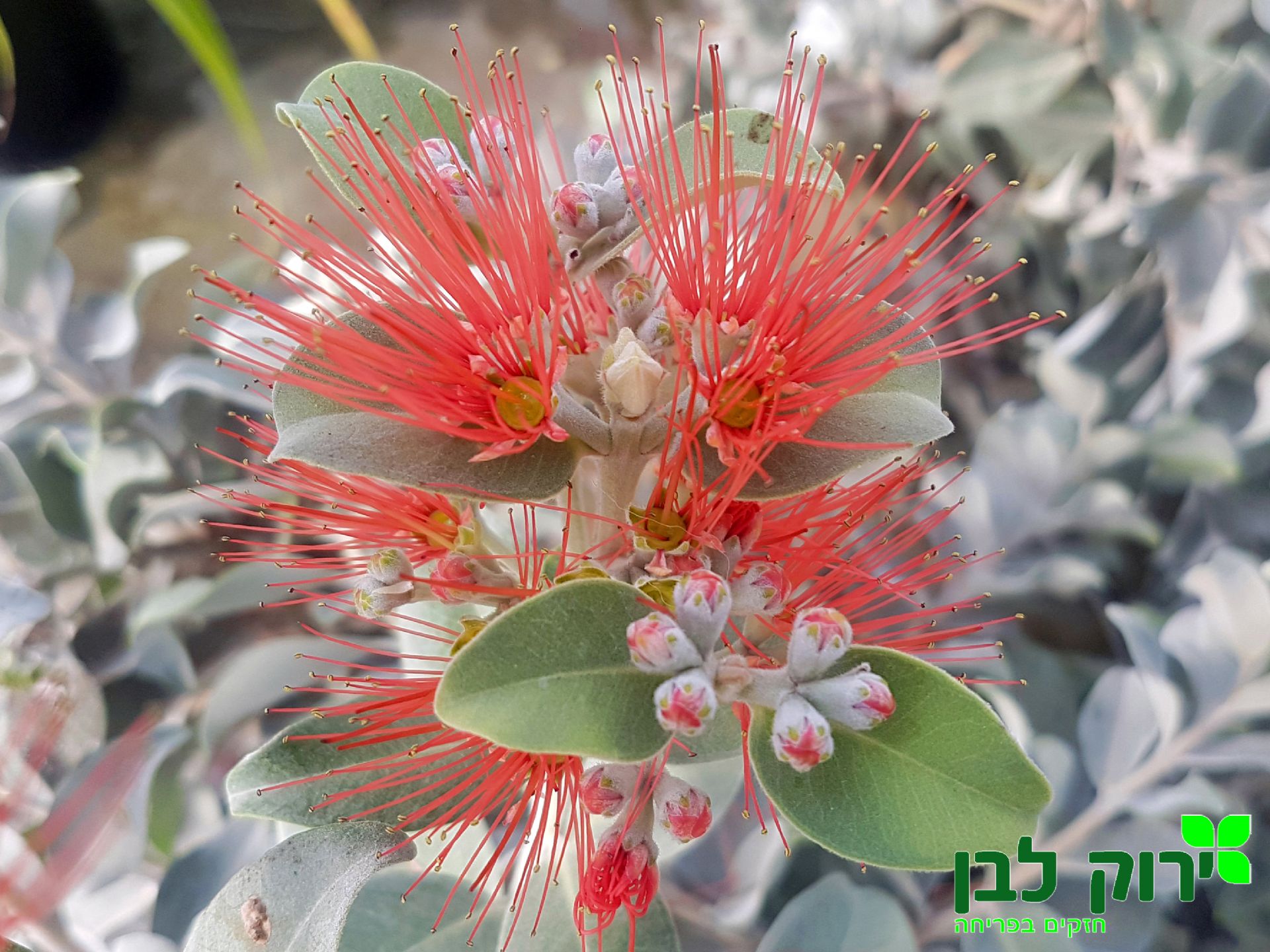 מטרוסידרוס אפור