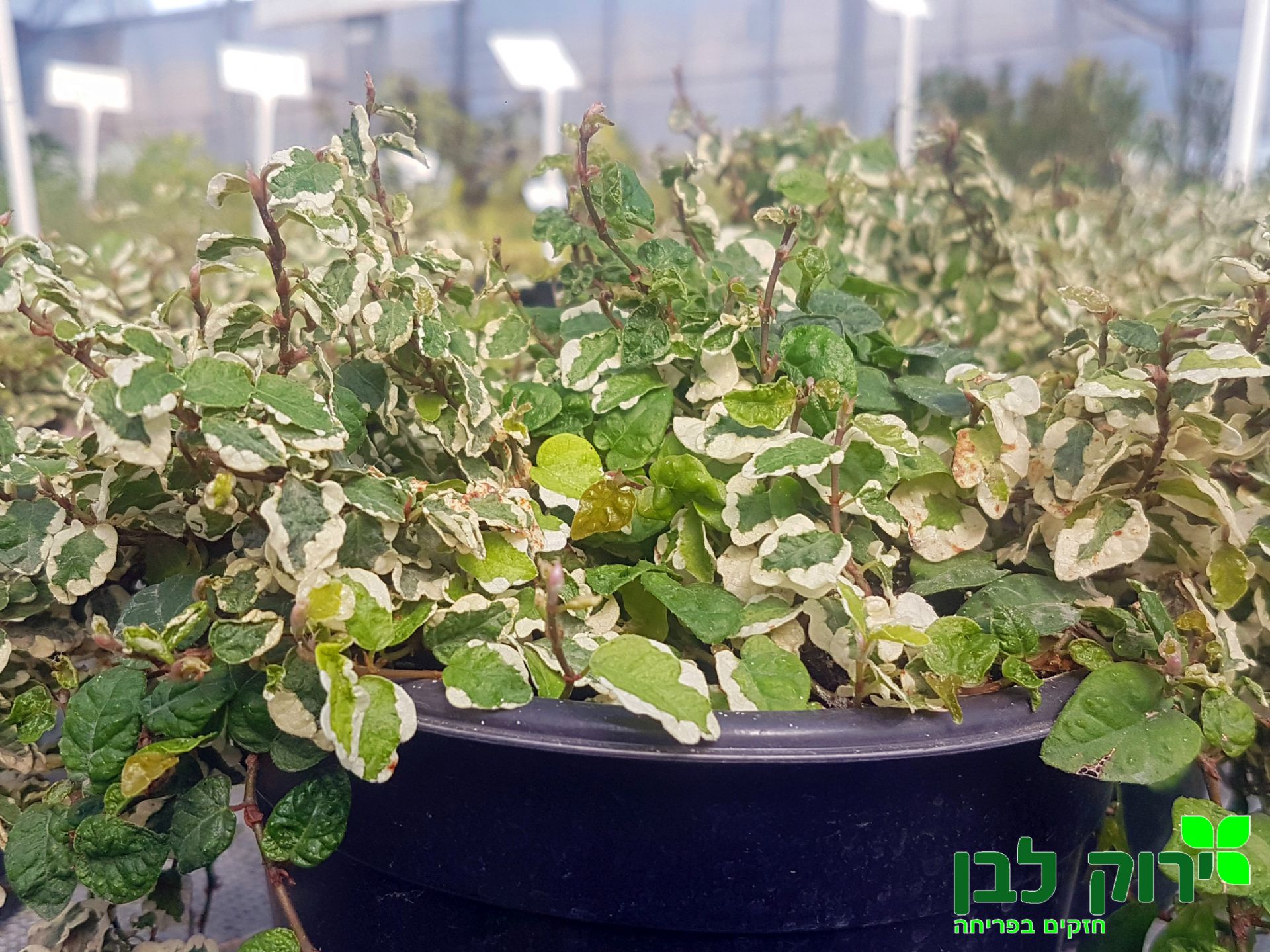 פיקוס פומילה מגוון
