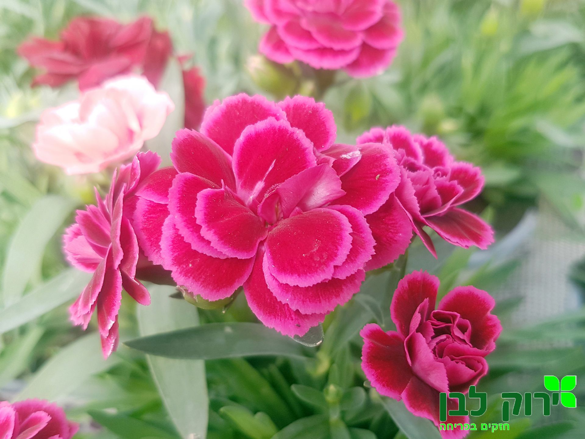 צפורן קרינפול