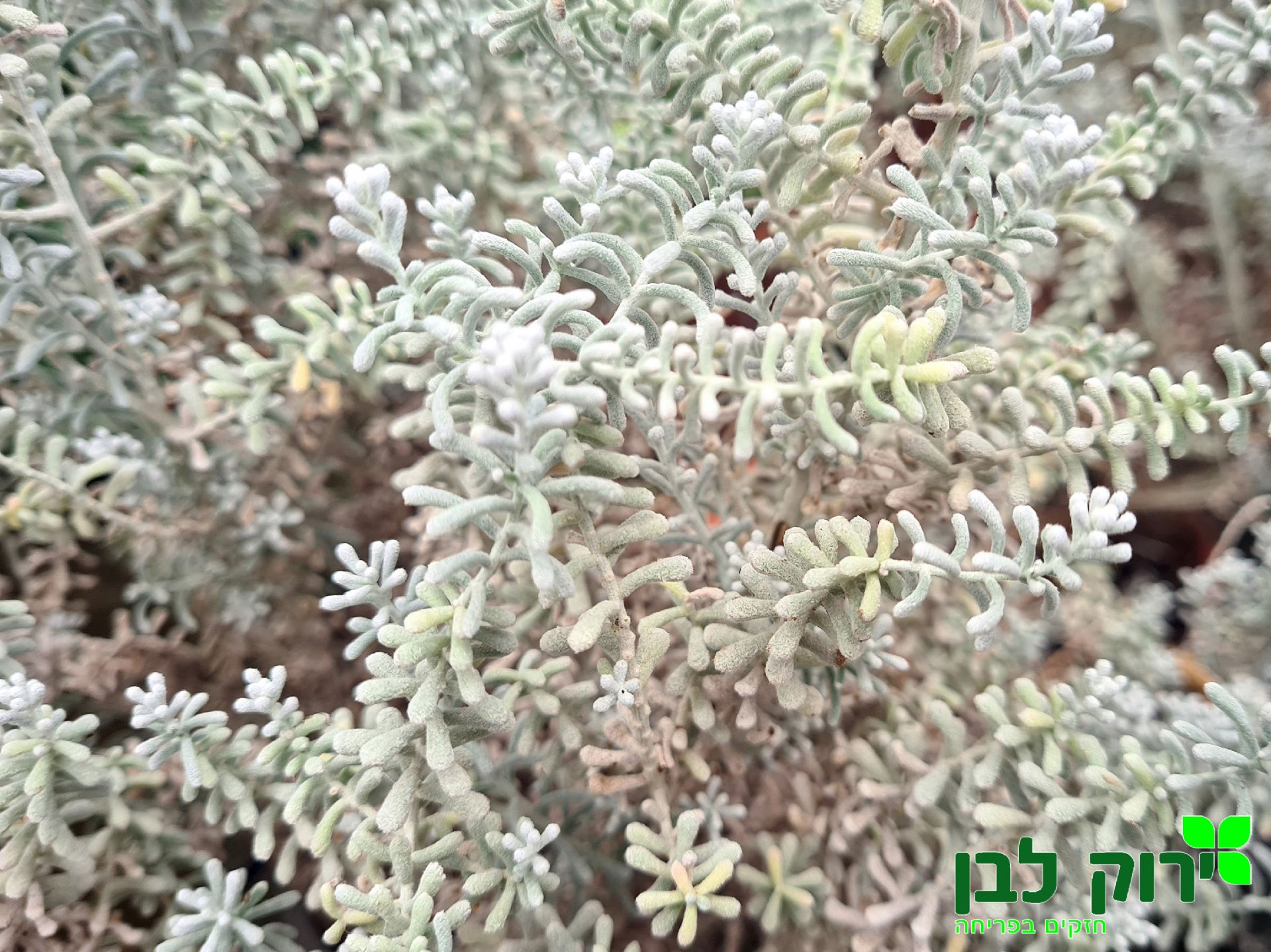 קוכיה