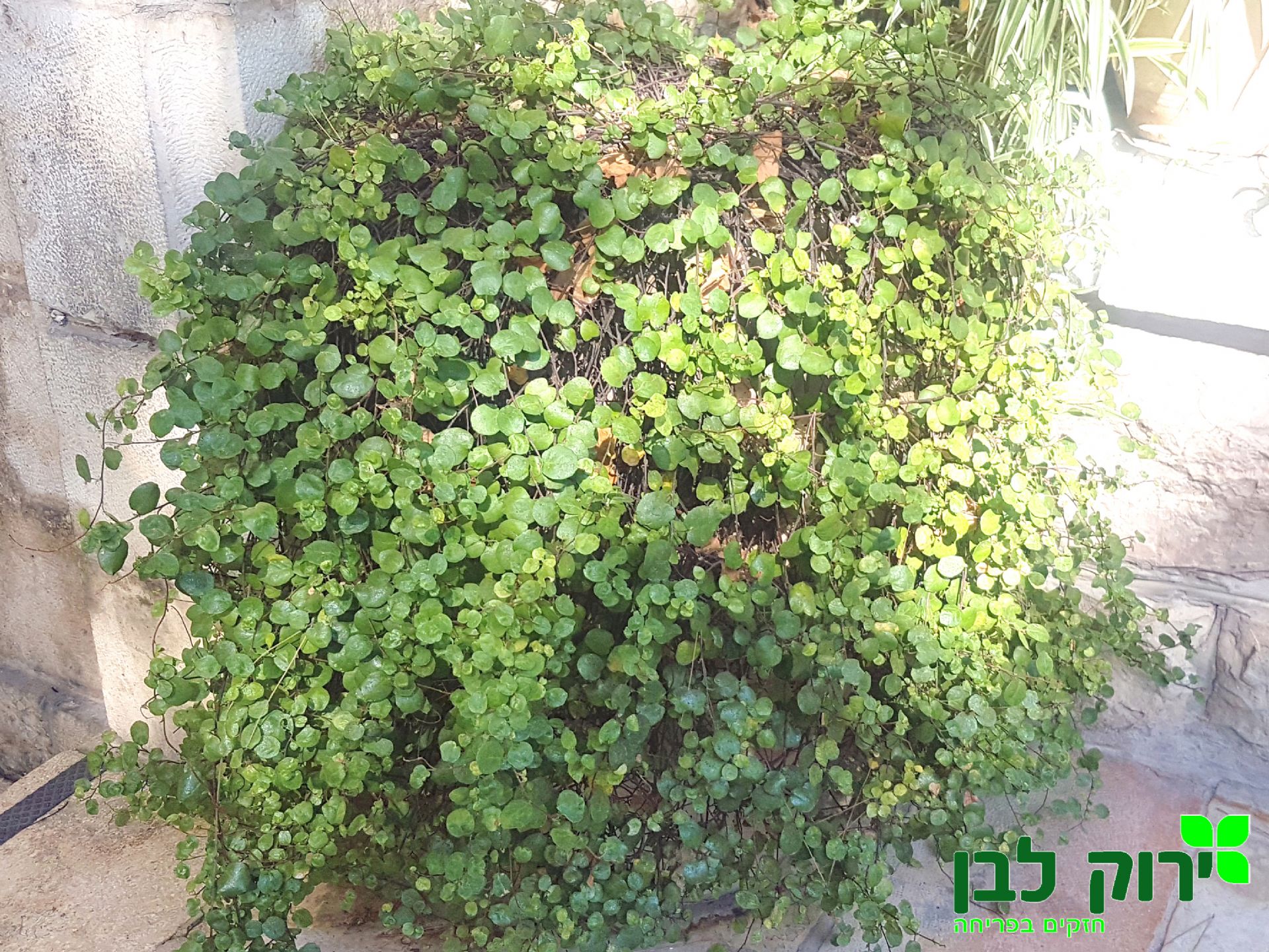 מילנבקיה