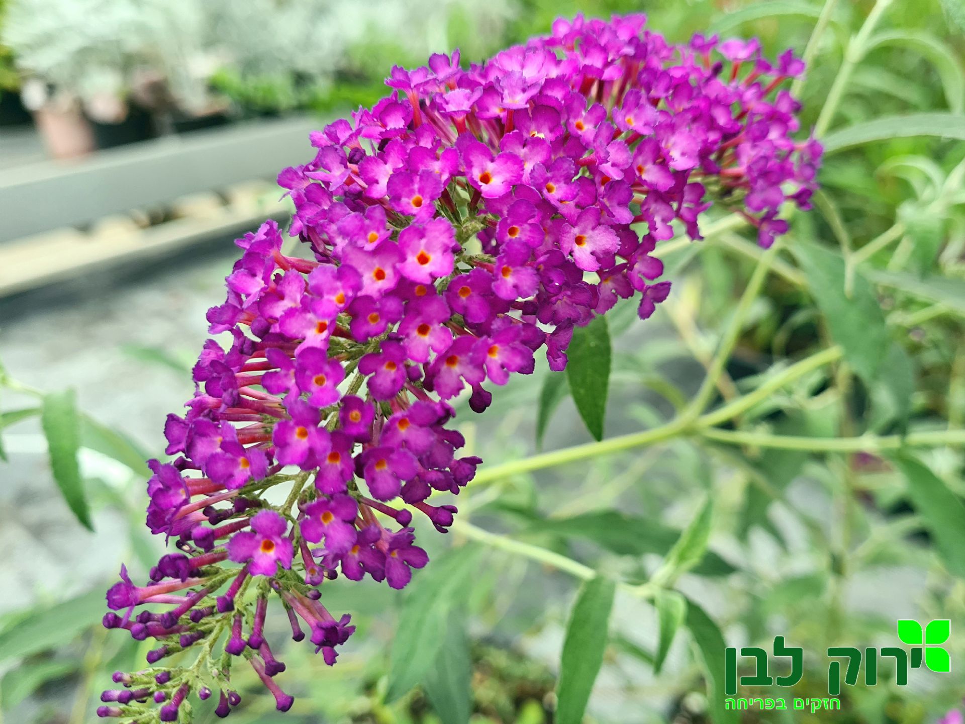 בודליה דוד