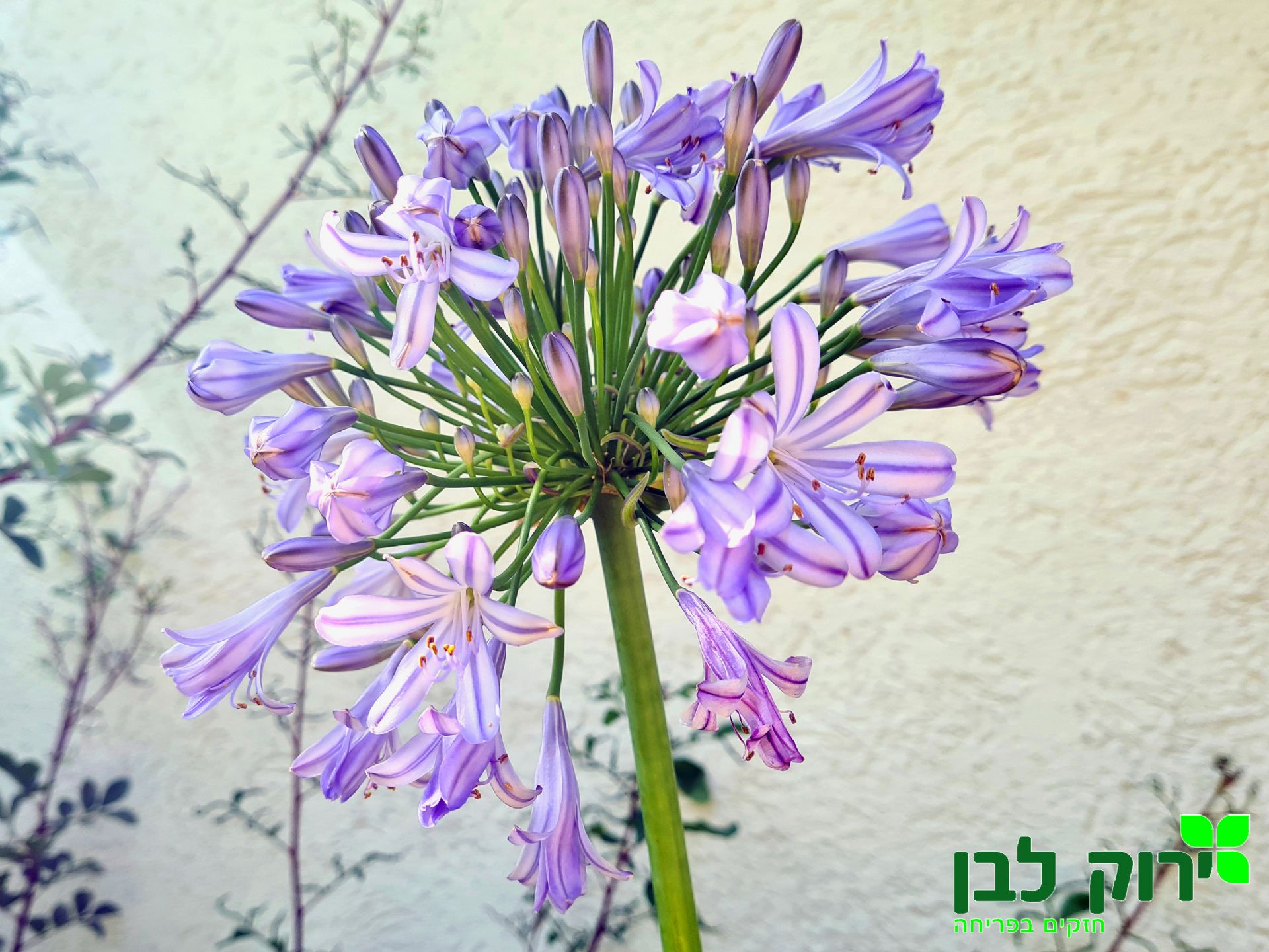 אגפנתוס