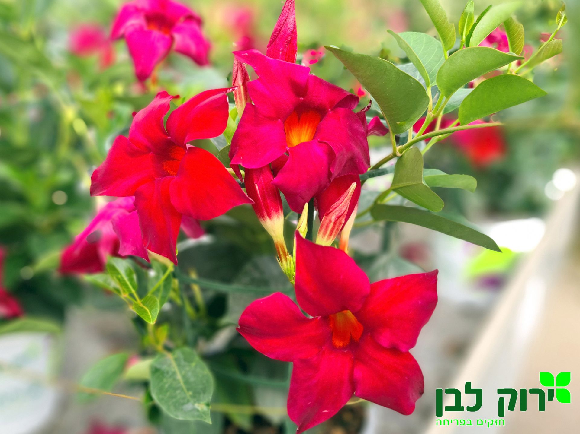 דיפלדניה סנדבילה- אדום