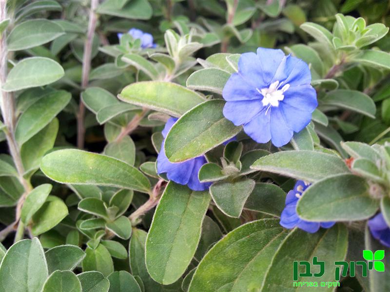 אבולבולוס