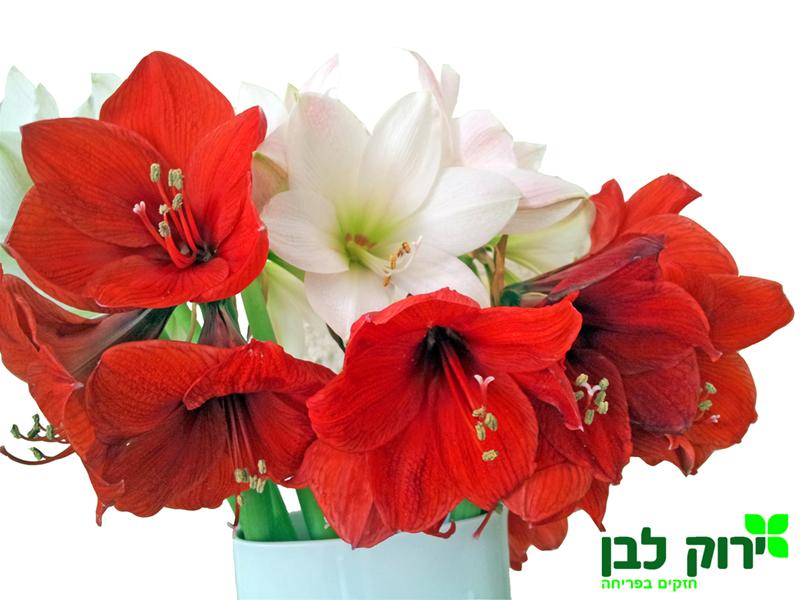 אמריליס