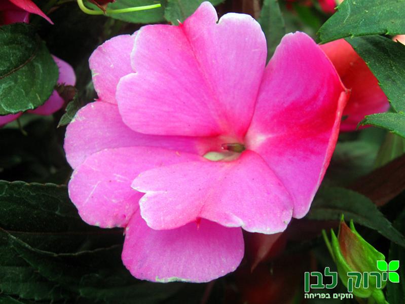 בשמת ניו גינאה- סגול