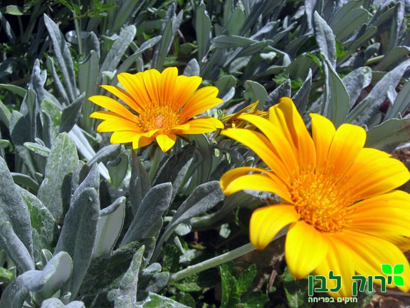 גזניה זוחלת- כסופה