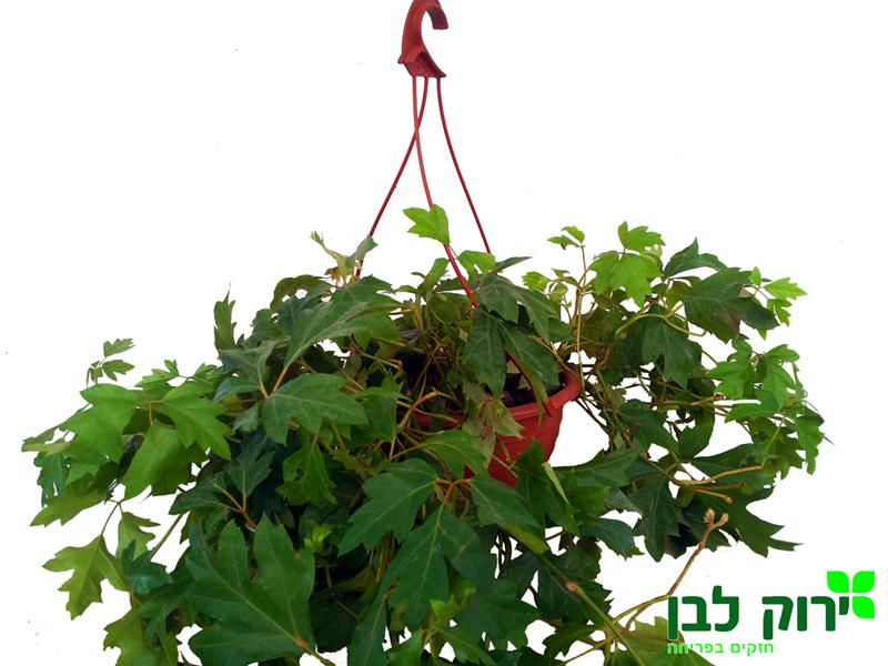 גפנית