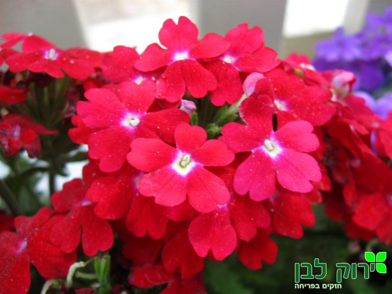 ורבנה עונתית- אדום