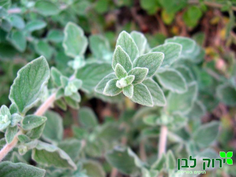 זעתר