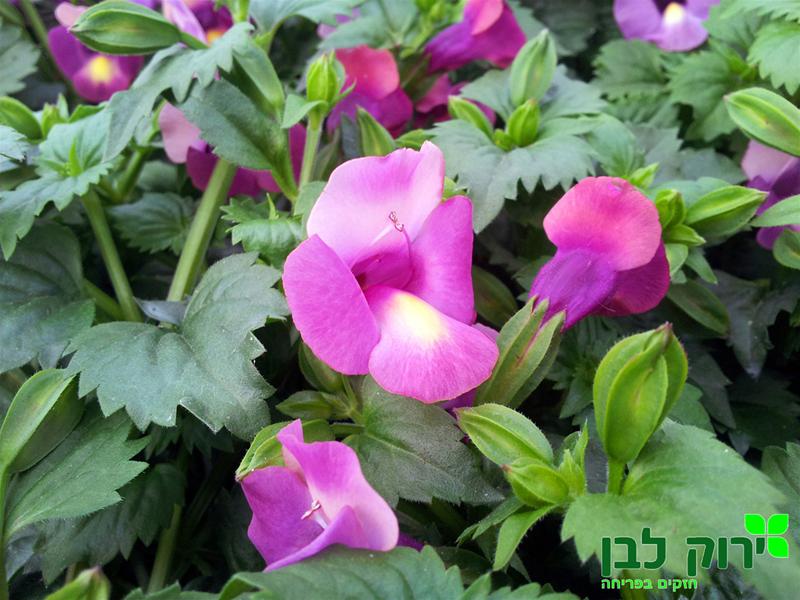 טוריניה זוחלת- ורוד
