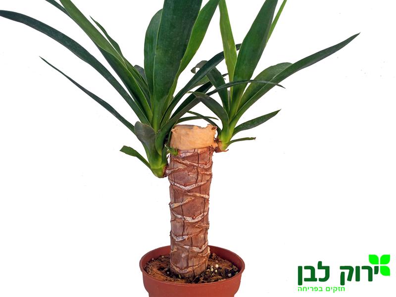 יוקה ירוקה על גזע