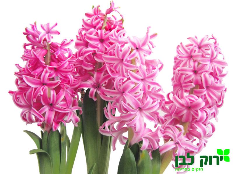 יקינטון