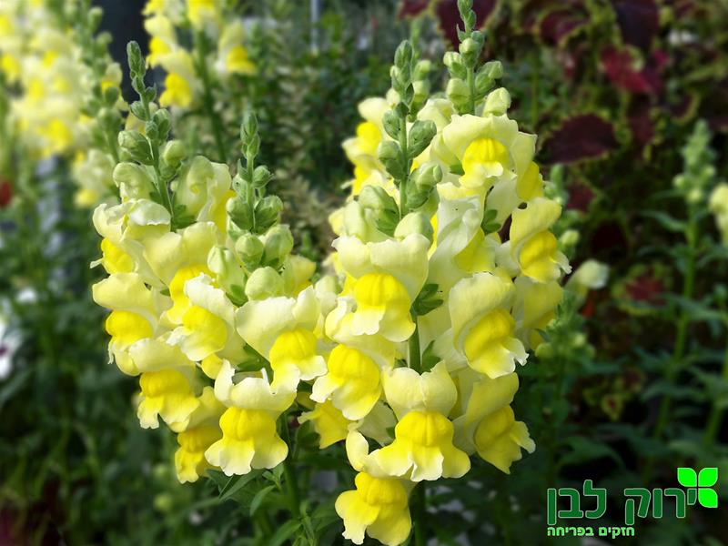 לוע הארי בינוני- צהוב