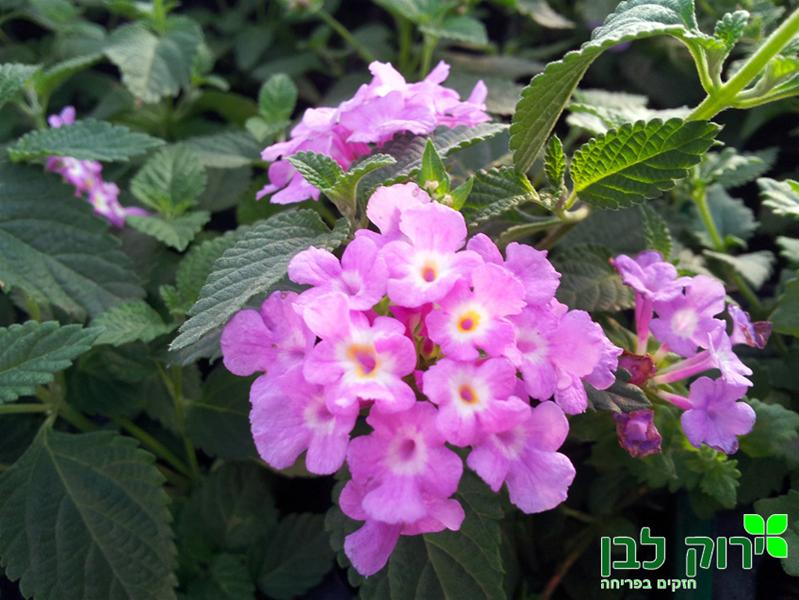 לנטנה זוחלת- לילכית