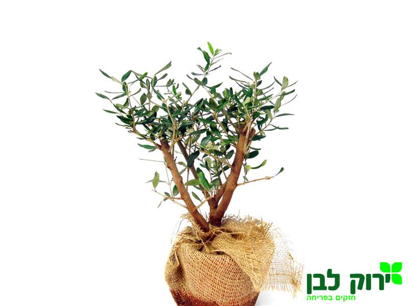 זית בונסאי