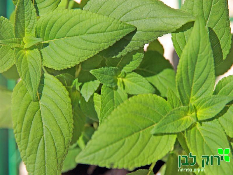 מרווה אננס