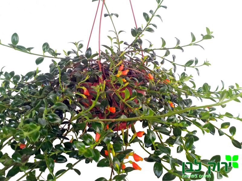 נימיטנטוס