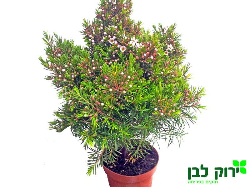 פרח שעווה- סנופלקס