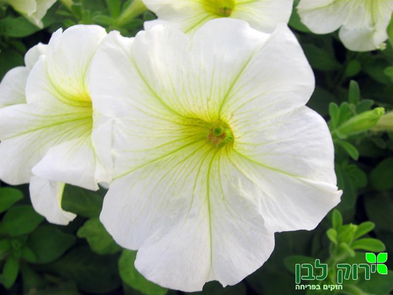 פטוניה- לבן
